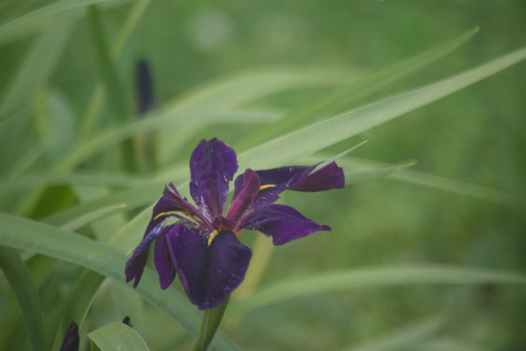 Bearded Iris