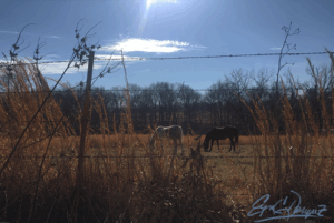 Grazin the Grass is a Gas