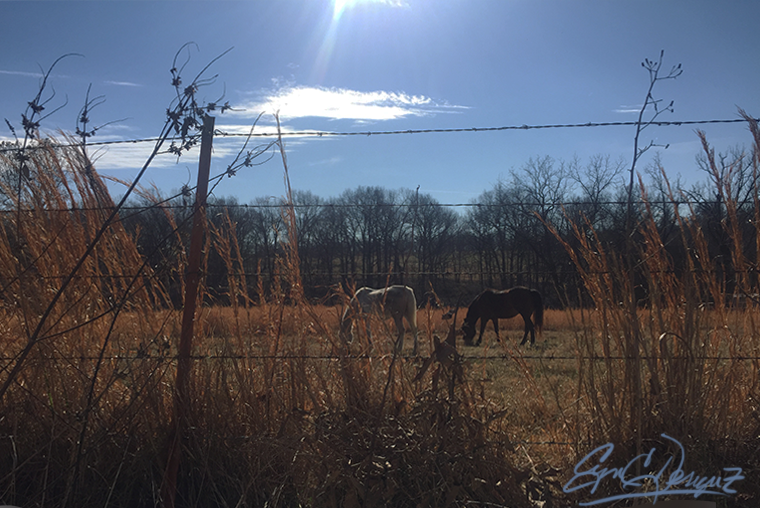 Grazin the Grass is a Gas