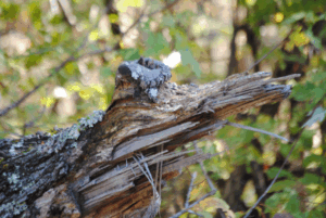 Alligator Tree